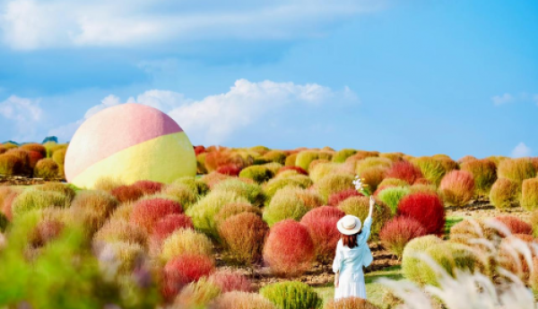 @成都人，粉黛+地肤，空港花田给你独属的秋日浪漫！